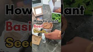 How to plant basil seeds basilseeds basil seeds basilseed ytshorts viralvideo [upl. by Nosila]