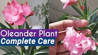 All About OleanderKaner Plant Care  Oleander Care Tips and Tricks [upl. by Rebmyk]