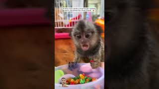 Cute Marmoset monkey animals pets marmoset [upl. by Ranilopa113]