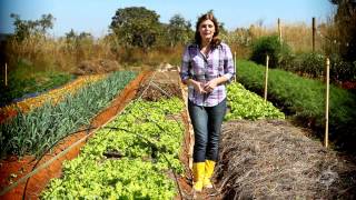 Agricultura Orgânica  Momento Ambiental [upl. by Nit]