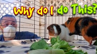 Why Do I Do This Los Angeles Guinea Pig Rescue Saturday [upl. by Herahab706]