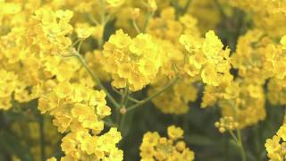 Aurinia saxatilis  FelsenSteinkraut Basket Of Gold [upl. by Berey]