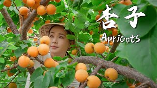 Apricots the unique sweet and sour taste of summer 【滇西小哥】 [upl. by Hudgens]