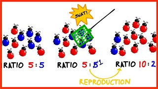 Gene Flow amp Genetic Drift in Evolution [upl. by Ezechiel742]