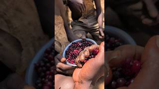 This is berries Hadzabe eats for breakfast So delicious 😋hadzabetribe villagelife food [upl. by Goldina524]