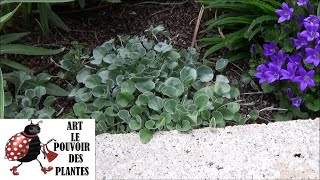 Tuto jardin Taille et entretien Dichondra Silver falls Plante vivace [upl. by Aerehs]