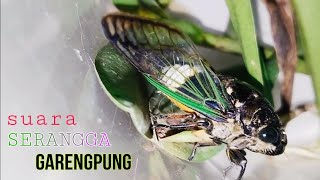 Suara Garengpung Kinjeng Tangis [upl. by Intyre]