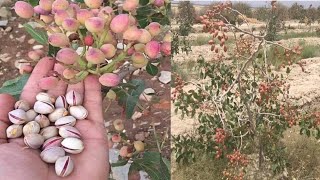 Pistachio Trees  Harvesting Pistachio Nuts [upl. by Yralih885]