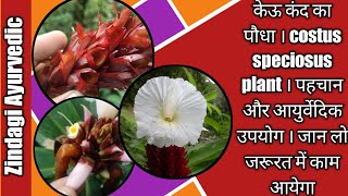 केऊ कंद का पौधा । costus speciosus plant । पहचान और आयुर्वेदिक उपयोग । जान लो जरूरत में काम आयेगा [upl. by Nnaillij]