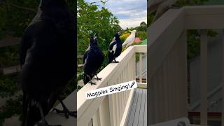 Australian Magpie singing 🎶 Cockatoo joins in Call  Sound  Song [upl. by Eeryt]