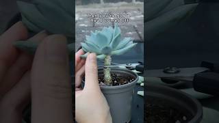 Dry Propagate Succulents by Leaf and Stem succulent plantpropagation [upl. by Sidran]