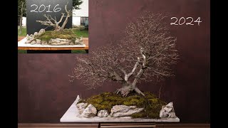 European hornbeam repotting and quick pruning [upl. by Karwan]