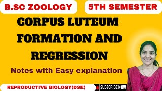 corpus luteum formation and regression B Sc Zoology 5th semesterDSE Reproductive Biology [upl. by Kerianne3]