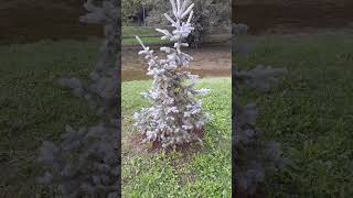 BLUE SPRUCE  Latin PICEA PUNGENS [upl. by Luelle]