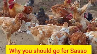 why you should choose Sasso chicken [upl. by Ahsuatal]