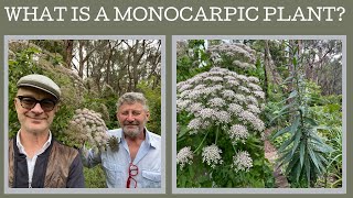 What is a monocarpic plant and why should we be growing them [upl. by Aicinad]