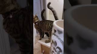 Cat eating food funny video [upl. by Herriott464]