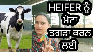 HEIFER feed formula 100kg ਵੇਹੜਾ ਨੂੰ ਮੋਟਾ ਤਗੜਾ ਕਰਨ ਵਾਸਤੇ [upl. by Chloras60]