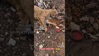 Heart warming cat rescue part 1 cat catrescue hearttouching heartwarming shorts catlover [upl. by Nilyac]