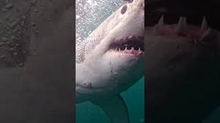 Great White Locks In On Bait [upl. by Fillander]