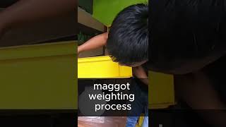 maggot weighting process [upl. by Eniamat]