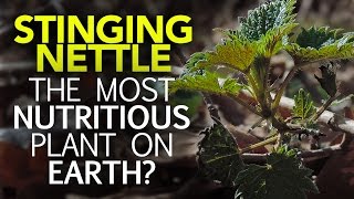 Stinging Nettle — The Most Nutritious Plant On Earth [upl. by Ibor]