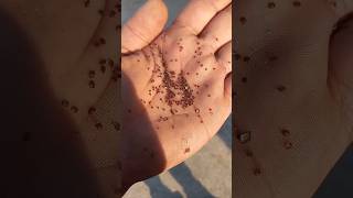 Varroa hasatı akşama vdeo gelicek varroa [upl. by Beverie669]