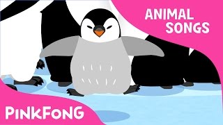 Waddle Emperor Penguin  Penguin  Animal Songs  Pinkfong Songs for Children [upl. by Stutzman]