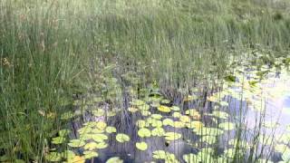 BOBIJA  CRNA GORA  SKADARSKO JEZERO  MONTENEGRO [upl. by Malilliw]