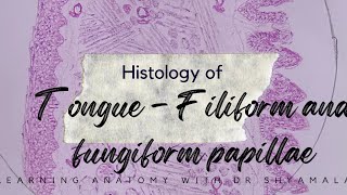 Histology of Tongue  Filiform and fungiform papillae Step by step drawing with description [upl. by Dlanar]