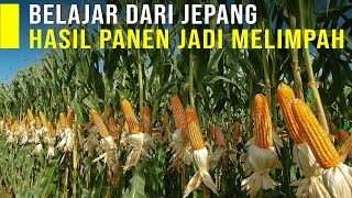 BELAJAR DARI JEPANG SUKSES TANAM JAGUNG HIBRIDA PERAWATAN MUDAH HASIL PANEN MELIMPAH [upl. by Assyle]