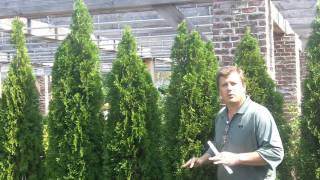 Thuja Emerald Green Privacy Screen [upl. by Ak]