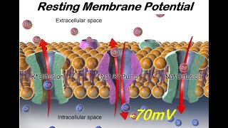 The Resting Membrane Potential [upl. by Langsdon]