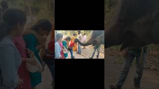 Haathi Mere Saathi🐘devotionalsong love bhubaneswar odishaanimallover [upl. by Idnar920]