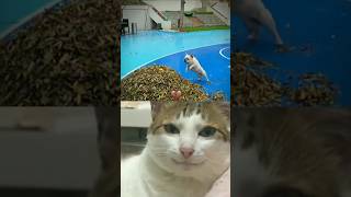 HILARIOUS Video on BOGS😭😂🤯You WONT Believe What Happens🤦‍♂️😂Funnyfunnymemesshortsfeedbackcat [upl. by Cowie]