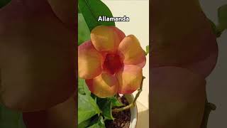 Orange Allamanda Flower Plant orangeflowers bigflowers Rajshreecreation2024 [upl. by Norat442]