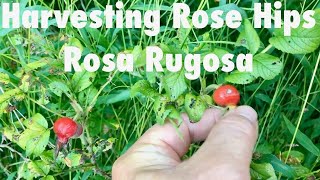 Harvesting Rose Hips Rosa Rugosa [upl. by Ahsieat902]