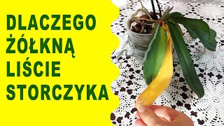 Dlaczego żółkną liście storczyka  Czy jest to powód do obaw [upl. by Karissa]