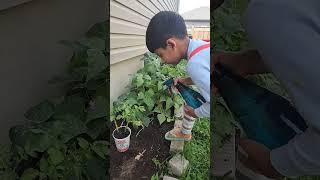 Adhi lil planter watering  helper kitchen  garden potato plants 🪴 [upl. by Ninnetta]