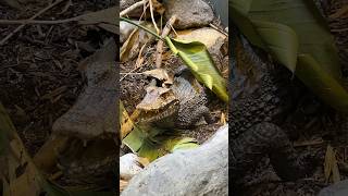 Look at this Amazing Dwarf Caiman Enclosure  So Realistic alligator reptile lizard crocodile [upl. by Rape]