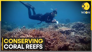 Coral farms help coral grow climate change resilient  WION [upl. by Hallee106]