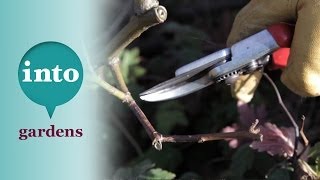 Pruning shrub roses with Ian le Gros of RHS Hyde Hall [upl. by Merta]