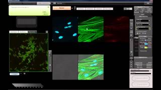 An introduction to confocal microscopy with the OLYMPUS FV10i [upl. by Ledairam]