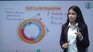 L  3  CELL Cycle and Cell Division  Class 11  UP Board  CBSE  NCERT  Phyzital Classes [upl. by Notelrac]