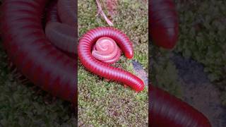 Millipedes family inside youtubevideos kids shorts [upl. by Zurkow]