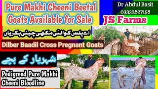 Pure Makhi Cheeni Beetal Goats Dilber Baadil Cross available for Sale at JS Farms  مکھی چینی بکریاں [upl. by Bauske]