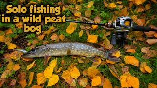 Solo fishing in a wild peat bog Catching pike every cast [upl. by Roer]