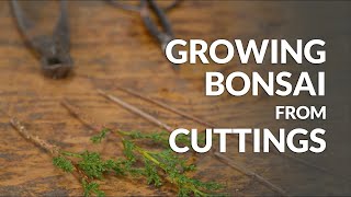 Growing a Bonsai from a Cutting [upl. by Melli]