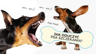 JAK ODUCZYĆ PSA UCIĄŻLIWEGO SZCZEKANIA [upl. by Frants70]