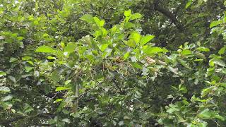 Common alder at Kew  July 2023 [upl. by Clemmie]